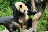 Panda DSC_3125