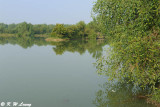 Wetland DSC_8608