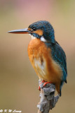 Common Kingfisher DSC_6081