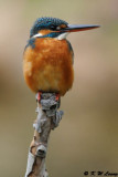 Common Kingfisher DSC_ 5799