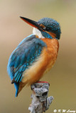 Common Kingfisher DSC_5988