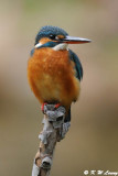 Common Kingfisher DSC_5767