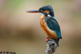 Common Kingfisher DSC_5856