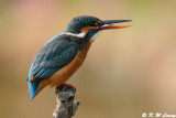 Common Kingfisher DSC_6185