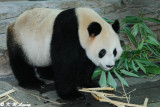 Panda DSC_3128