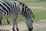 Zebra DSC_3358