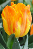 Tulip DSC_6722