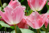 Tulip DSC_6739