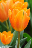 Tulip DSC_6715