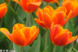 Tulip DSC_6786