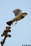 Chinese Bulbul DSC_6304