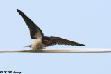 Barn Swallow DSC_7644