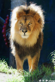 Lion (DSC_4892)