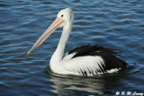 Pelican (DSC_4609)