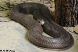 Snake (DSC_4751)