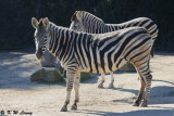 Zebra (DSC_3857)
