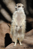 Meerkat (DSC_3829)