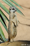 Meerkat (DSC_4858)