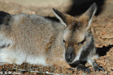 Kangaroo (DSC_5110)