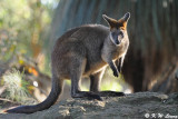 Kangaroo (DSC_5105)