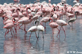 Flamingos (DSC_7953)