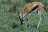 Thompsons Gazelle (DSC_8071)