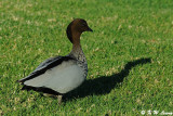 Australian Woodduck (DSC_4429)