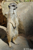 Meerkat (DSC_4874)
