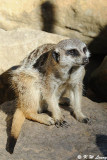 Meerkat (DSC_4851)