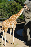 Giraffe (DSC_4808)