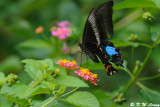 Papilio paris DSC_0343
