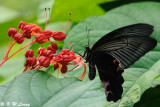 Papilio protenor DSC_0409