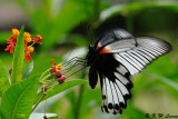 Papilio memnon DSC_0944