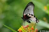 Papilio memnon DSC_0593