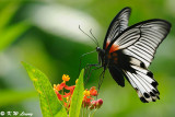 Papilio memnon DSC_0665