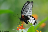 Papilio memnon DSC_0575