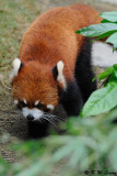 Red Panda DSC_8768