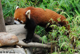 Red Panda DSC_8784
