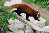 Red Panda DSC_8766