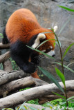 Red Panda DSC_8771