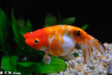 Calico Pompomed Eggfish DSC_8860