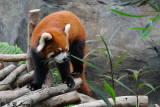 Red Panda DSC_8780