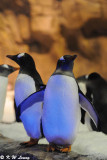 Gentoo penguin DSC_8684