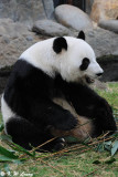 Panda DSC_8825