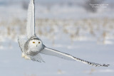 SnowyOwl080126_11_800.jpg