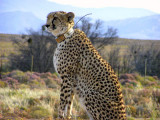 Inverdoorn Cheeta