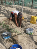 Digging out the turtle eggs underground