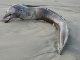 A dead eel washed up on the beach and still looked fierce