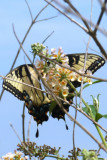 butterfly and flowers.jpg
