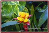 DSC_5414A.jpg